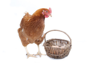 putting your career eggs in one basket